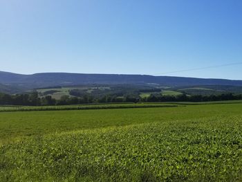 Scenic view of field against clear sky