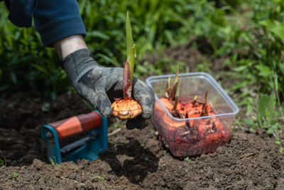 The hand plants bulbs of flowers in the soil