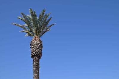 Low angle view of palm tree against clear blue sky