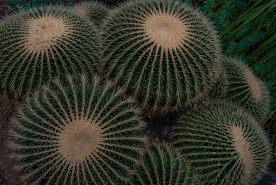 Full frame shot of succulent plant on field