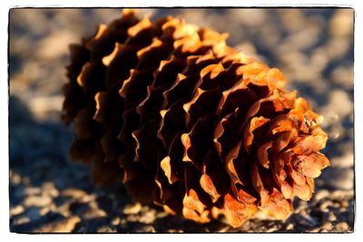 Close-up of leaf