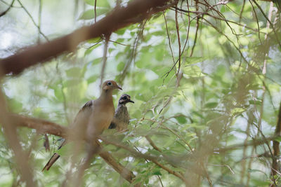 Low angle view of bird perching on tree