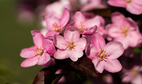 Close-up of pink cherry blossoms