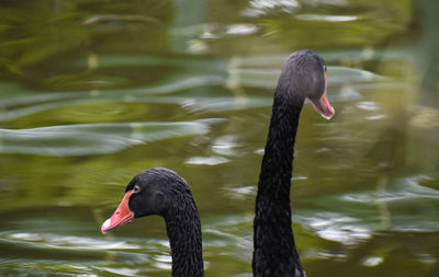 Close-up of swan swimming in lake