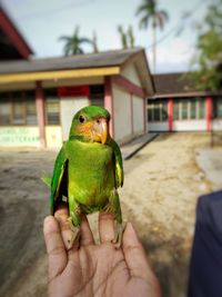 Cropped image of hand holding parrot