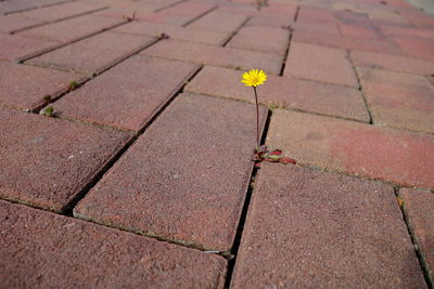 High angle view of flowering plant on footpath