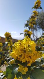Close-up of yellow flowering plant against sky