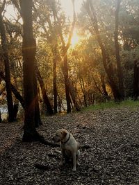 Trees in forest