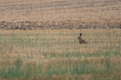 Side view of a rabbit on field