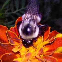 Close-up of insect on flower