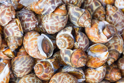 Full frame shot of shells for sale