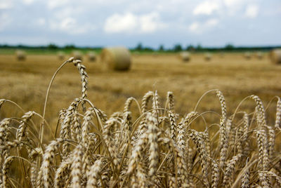 Close-up of wheat field against sky