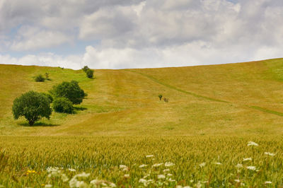 Scenic view of field against sky