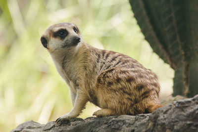 Close-up of an animal sitting on rock