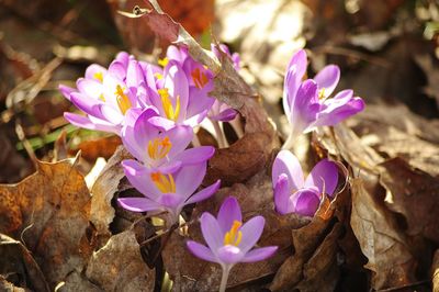 Close-up of purple crocus flowers