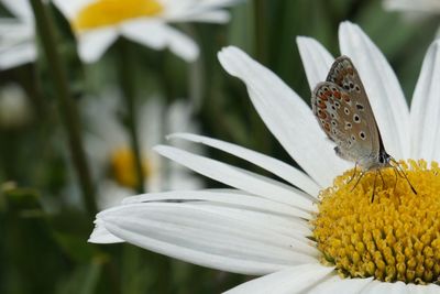 Close-up of butterfly pollinating on yellow flower