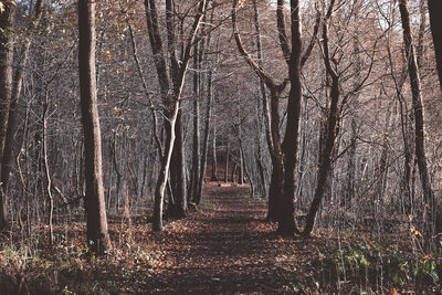 Full frame shot of trees in forest