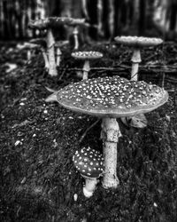 Close-up of mushroom growing on field