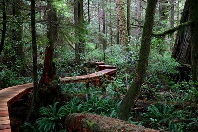 Tree trunk amidst plants in forest