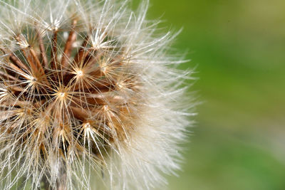 Close-up of dandelion