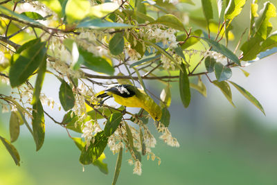 Bird perching on a tree