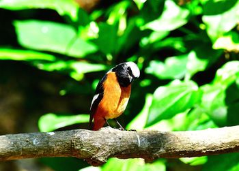 Close-up of bird perching on branch