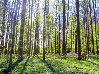 Pine trees in forest