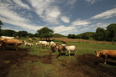 Cows on field against sky