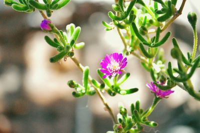 Close-up of purple flower