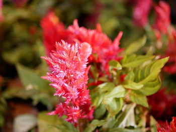 Close-up of red flowering plant