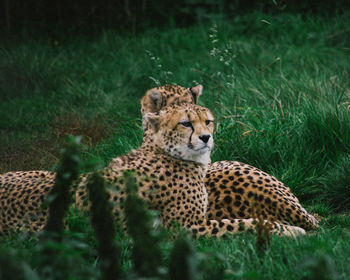 Cheetahs resting on grass