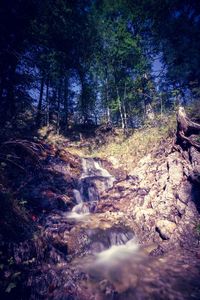 Scenic view of waterfall in forest