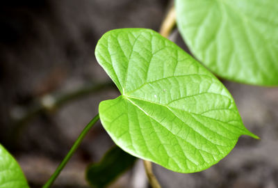 Close-up of green leaves