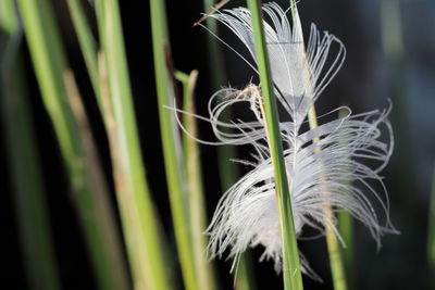 Close-up of plant growing outdoors