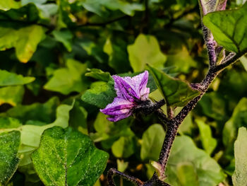 This is a small colourful eggplant flower macro shot in the morning.