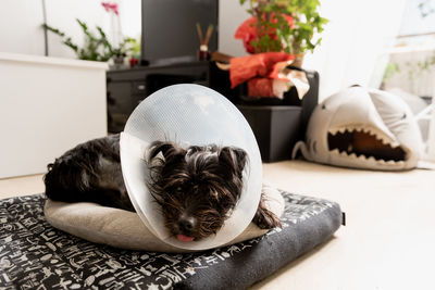 Black fluffy dog in plastic elizabethan collar lying on bed and relaxing at home