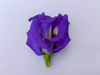 Close-up of purple flower against white background