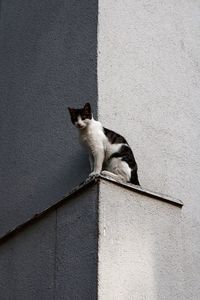 Cat sitting on wall