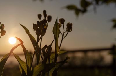 Close-up of silhouette plant against sunset