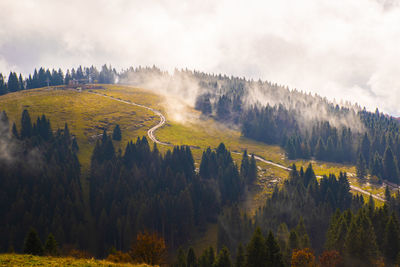 Panoramic view of forest against sky