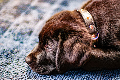 Close-up of dog lying down