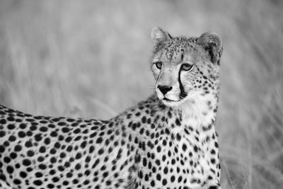 A portrait of a cheetah in the grass landscape