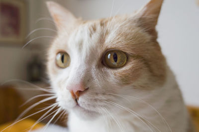 Close-up of surprised cat looking away