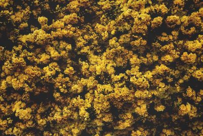 Full frame shot of yellow flowers blooming outdoors