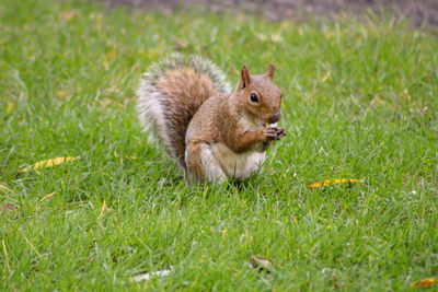 Squirrel eating food on grass