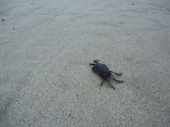 High angle view of crab on sand