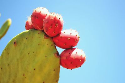 Low angle view of prickly pear cactus against clear blue sky