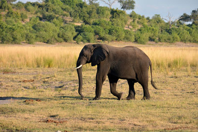 Elephants drinking water