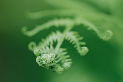 Close-up of flowering plant