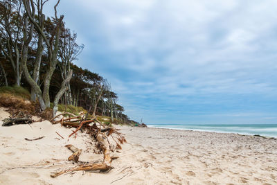 Driftwood on beach against sky